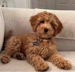 Gezocht mini australian labradoodle pup, Dieren en Toebehoren, Honden | Retrievers, Spaniëls en Waterhonden, Overige rassen, Teef