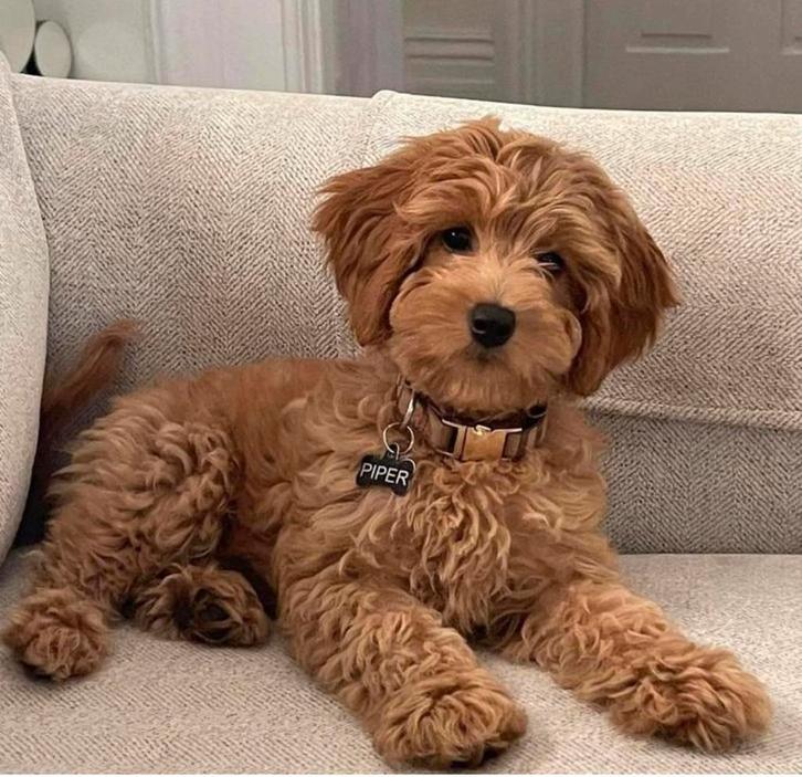 Gezocht mini australian labradoodle pup, Dieren en Toebehoren, Honden | Retrievers, Spaniëls en Waterhonden, Teef, Overige rassen