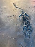 Mooie GROTE Keichousaurus hui, dinosaurus, China, Ophalen of Verzenden, Fossiel