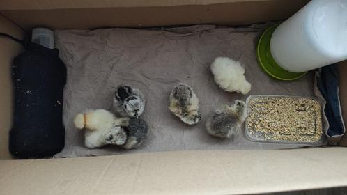Pluimvee, Dieren en Toebehoren, Pluimvee, Kip, Geslacht onbekend