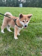 Akita puppy, Dieren en Toebehoren, Reu, Eén hond, Klein, Nederland