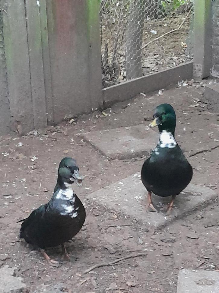 2 mooie koppels kwakers, Dieren en Toebehoren, Pluimvee, Eend, Meerdere dieren