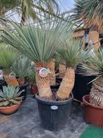 Yucca rostrata - Multitrunc -, Vaste plant, Ophalen of Verzenden, Overige soorten, Bloeit niet