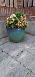 Mooie potten inclusief planten, Tuin en Terras, Bloembakken en Plantenbakken, Ophalen, Zo goed als nieuw, Rond, Minder dan 60 cm
