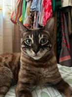 Bengaal Seal mink tabby spotted met stamboom, Dieren en Toebehoren, Katten en Kittens | Raskatten | Korthaar, Kater, Gechipt, 3 tot 5 jaar