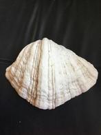 Doopvont schelp, Verzamelen, Mineralen en Fossielen, Ophalen of Verzenden