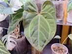Anthurium papillilaminum x KOS clone, Huis en Inrichting, Ophalen of Verzenden, Halfschaduw, Minder dan 100 cm