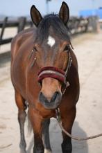 Lieve 5 jarige hongaarse pony, Dieren en Toebehoren, Paarden, Merrie, Minder dan 160 cm, Niet van toepassing, 3 tot 6 jaar