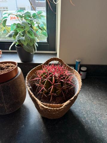 Cactus en plant in pot beschikbaar voor biedingen
