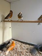 Keuze uit meerdere Kanaries., Meerdere dieren