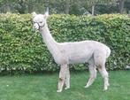 Alpaca merrie met veulen en drachtig, Dieren en Toebehoren, Overige Dieren, Juni, Vrouwelijk