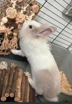 Leeuwenkop dwergkonijntje, Dieren en Toebehoren, Konijnen, Mannelijk, Dwerg, 0 tot 2 jaar