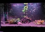 Ferplast Dubai 80 LED 125 liter incl. vissen en toebehoren, Dieren en Toebehoren, Vissen | Aquaria en Toebehoren, Ophalen, Gebruikt