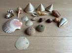Diverse schelpen collectie, Ophalen of Verzenden, Zo goed als nieuw