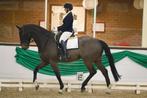 Stoer dressuurpaard 5 jaar, Dieren en Toebehoren, Paarden, 175 cm of meer, Met stamboom, Ruin, Dressuurpaard