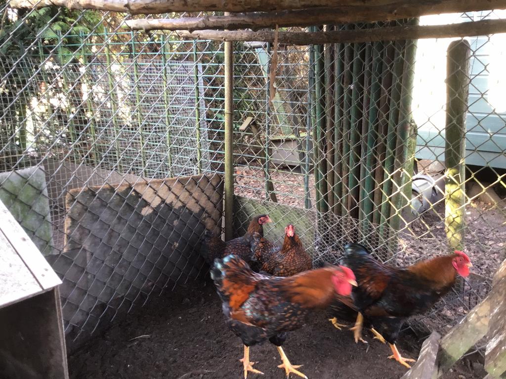 Trio Wyandotte, Dieren en Toebehoren, Pluimvee, Meerdere dieren, Kip