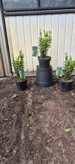 Euonymus japonicus 'Green spire', Tuin en Terras, Planten | Struiken en Hagen, Ophalen, Overige soorten, Struik, Minder dan 100 cm