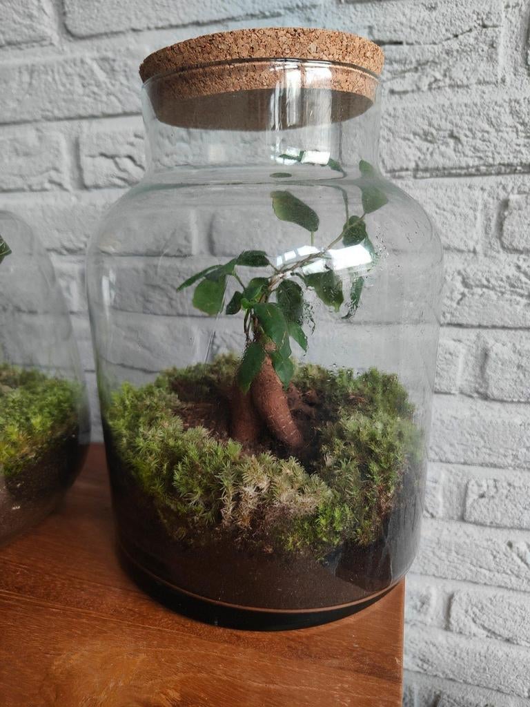 Plantenterrarium (de laatste paar), Ophalen, Halfschaduw, Minder dan 100 cm