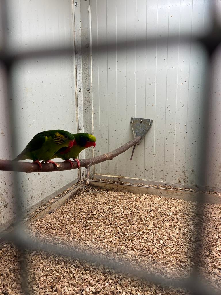 1-1 roodflank lori, Dieren en Toebehoren, Vogels | Parkieten en Papegaaien, Meerdere dieren, Papegaai, Geringd