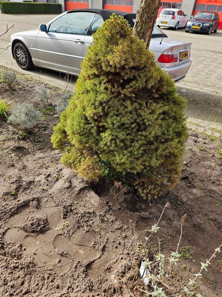 Conifeer, Tuin en Terras, Ophalen