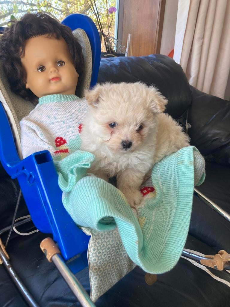 Pomapoo pup, Dieren en Toebehoren, Honden | Chihuahua's en Gezelschapshonden, Poedel, Parvo, 8 tot 15 weken, Teef