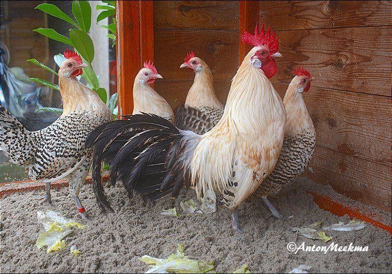 Friese Ciroenpel krielkipjes;  3 hennen en 1 haan., Dieren en Toebehoren, Pluimvee, Meerdere dieren, Kip