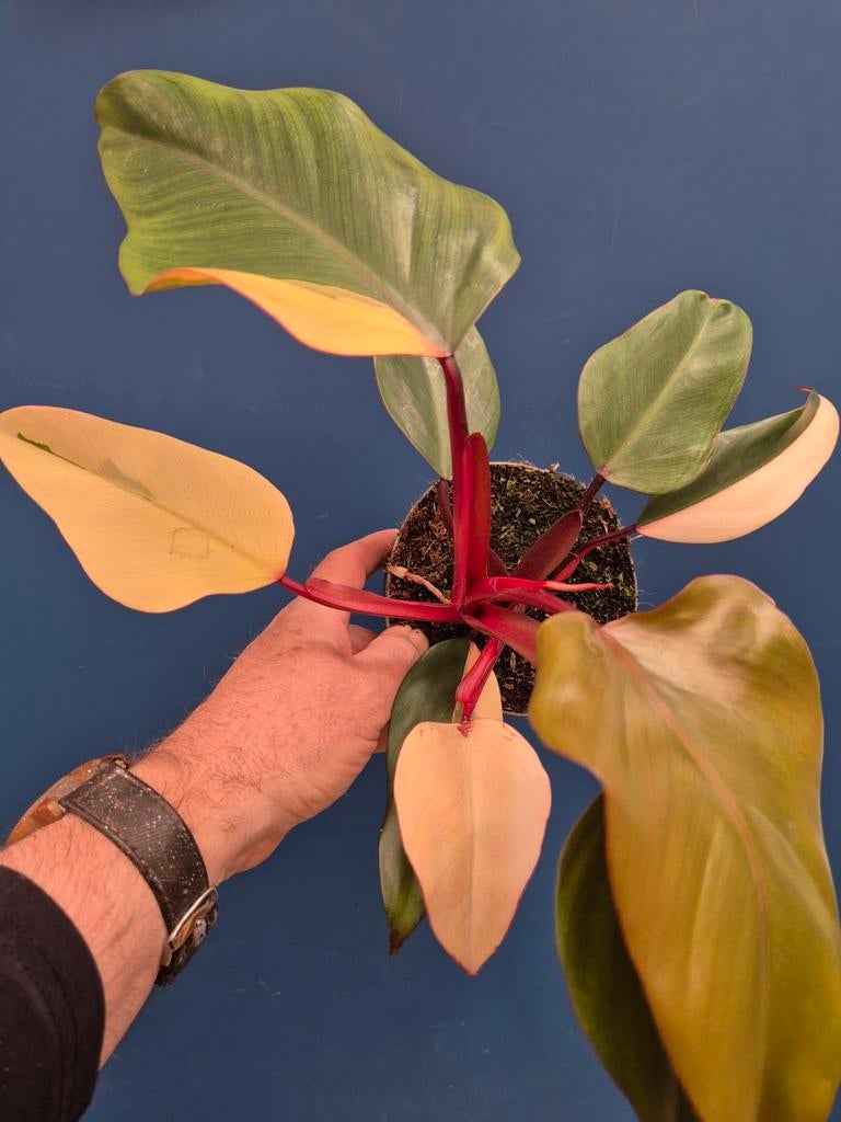 Philodendron Strawberry Shake p14, Ophalen of Verzenden, Halfschaduw, Minder dan 100 cm