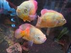 3 x Astronotus Ocelatus Albino / Pauwoog cichlide albino, Dieren en Toebehoren, Vis, Zoetwatervis