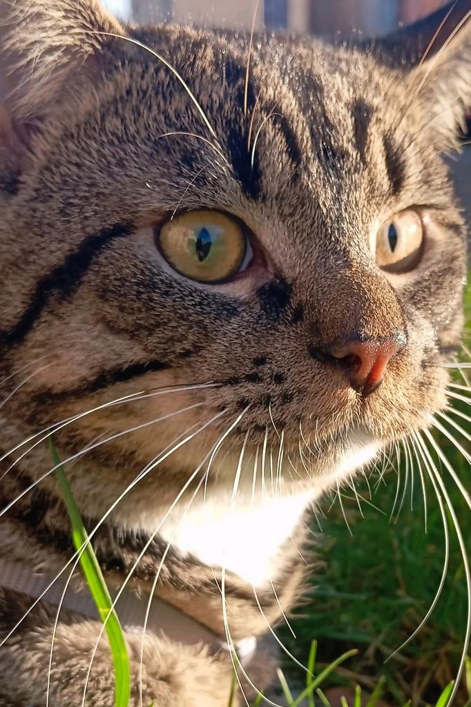 Gratis, Dieren en Toebehoren, Katten en Kittens | Raskatten | Korthaar, Kater