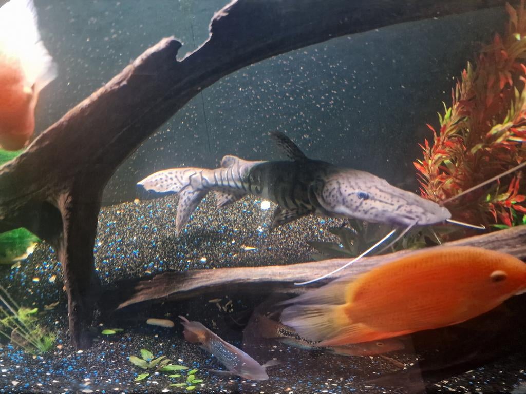 Grote tijgermeerval, Vis