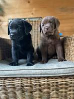 Super leuke vrolijke labrador pups, Parvo, 8 tot 15 weken, Labrador retriever, Meerdere