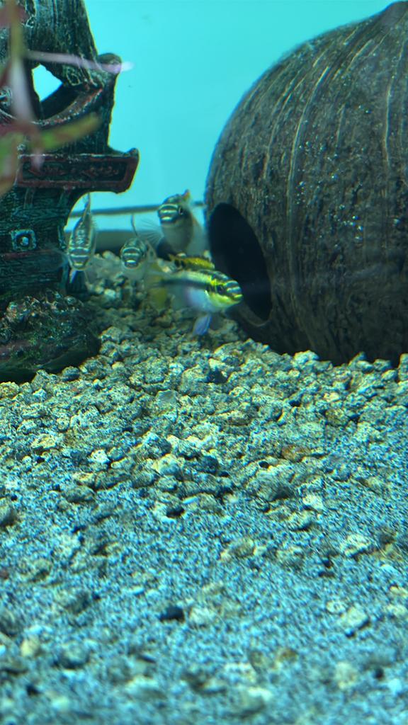 Kersenbuikjes, Dieren en Toebehoren, Vis