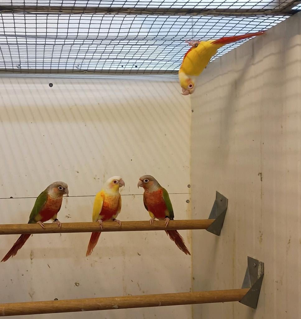 Pyhurra molinae lutino mannen, Mannelijk, Parkiet