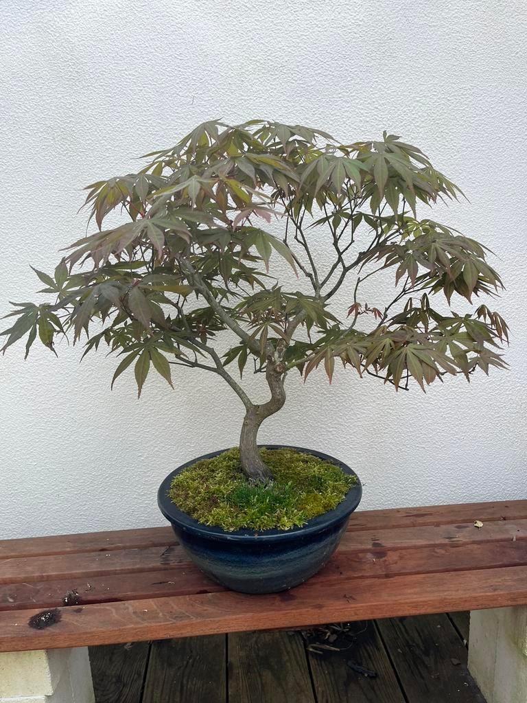 Acer palmatum bonsai, In pot, Bloeit niet, Halfschaduw, Minder dan 100 cm