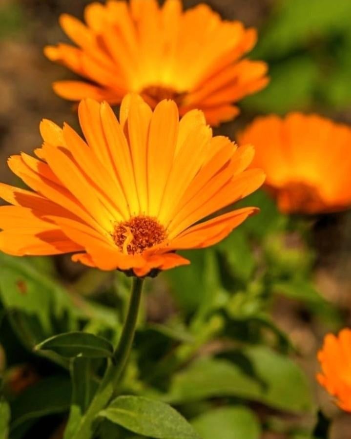 Biologische zaden goudsbloem, Ophalen of Verzenden, Volle zon