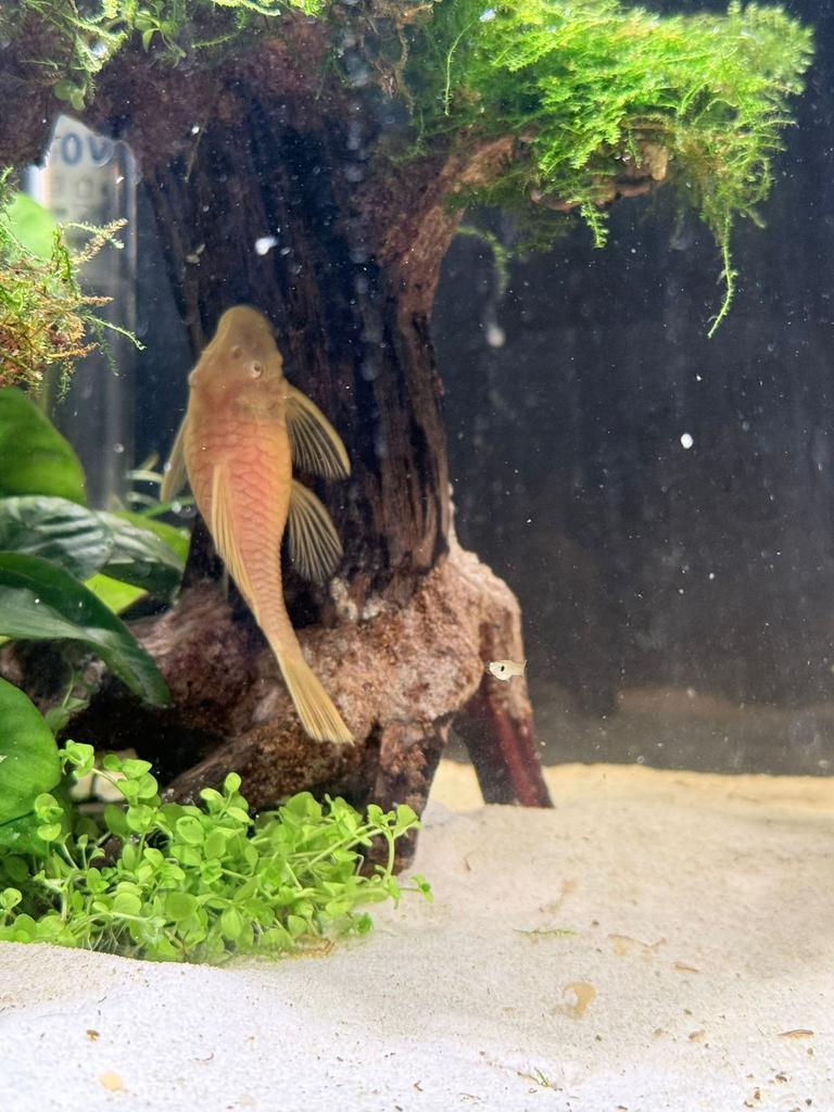 Albino algeneter 7/8 cm, Dieren en Toebehoren, Vis