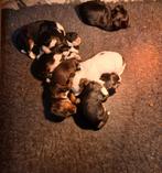 Lieve pups te koop!, Parvo, 8 tot 15 weken, Meerdere, Nederland
