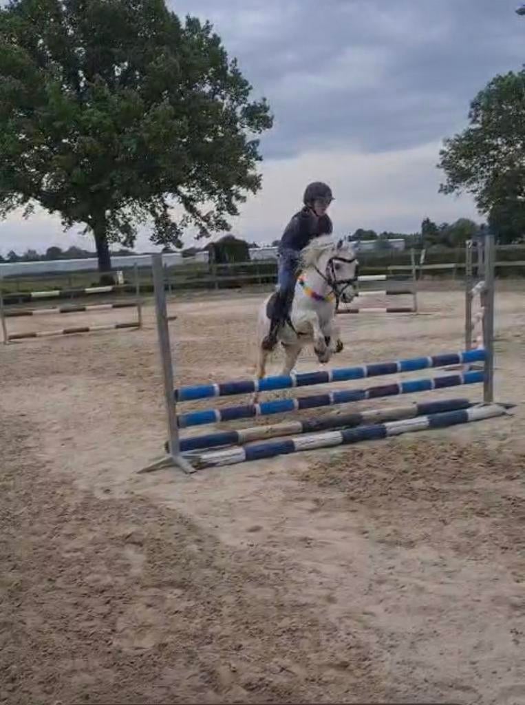Verzorg/bijrijd paard gezocht! Omgeveing nijmegen, Dieren en Toebehoren, Ophalen of Verzenden, Nieuw, Overige toepassingen