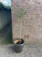 Olijfboom in pot, Bloeit niet, 100 tot 250 cm, Olijfboom, Ophalen