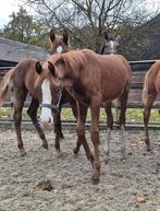 Knap, lief, mensgericht jaarling hengstje, Dieren en Toebehoren, Minder dan 160 cm, Met stamboom, Niet van toepassing, Dressuurpaard