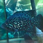 Paratilapia bleekeri, Vis