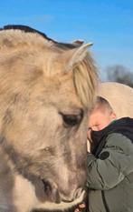 Gra fjorden hengstveulen en fjordenmerrie betuigd en gereden, 3 tot 6 jaar, Meerdere dieren, Recreatiepony, D pony (1.37m tot 1.48m)