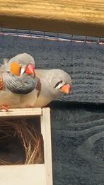 Zebra vinken 6 stuks, Dieren en Toebehoren, Meerdere dieren