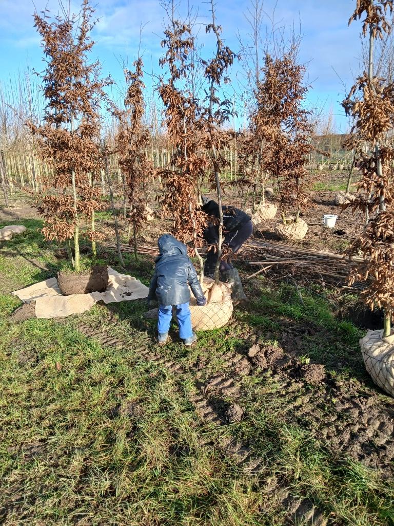 carpinus struiken, Ophalen, Overige soorten, Struik, 100 tot 250 cm