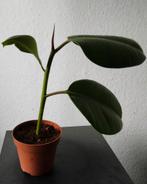 Ficus elastica (Rubberplant) plantje, Ophalen of Verzenden, Ficus, Halfschaduw, Minder dan 100 cm