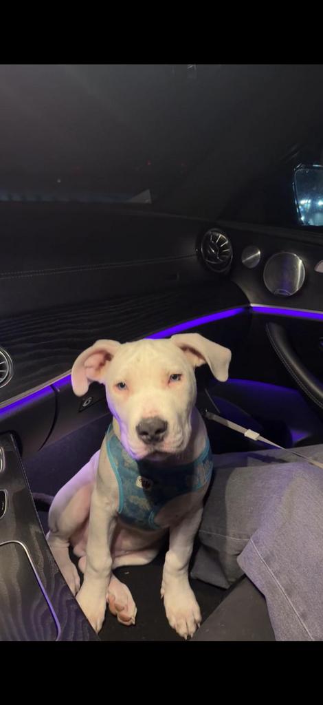 Amerikaanse Stafford mannetje, 15 weken tot 1 jaar, Reu, Parvo, Eén hond