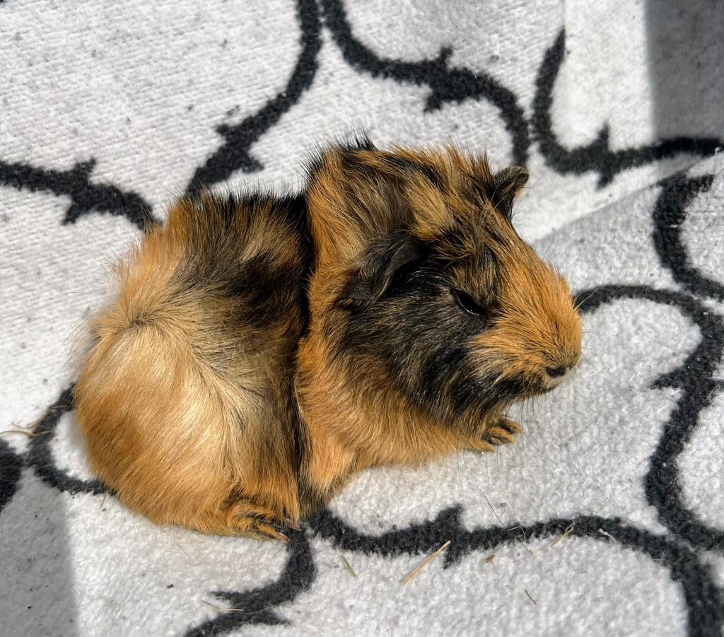 Borstel cavia’s mogen het nest verlaten!, Dieren en Toebehoren, Mannelijk, Tam, Maart, Cavia