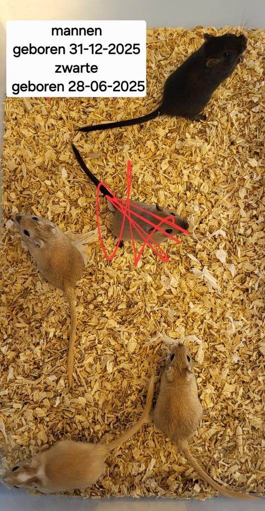 Jonge gerbils mannetjes, Dieren en Toebehoren, Knaagdieren, Mannelijk, Overige typen, Februari