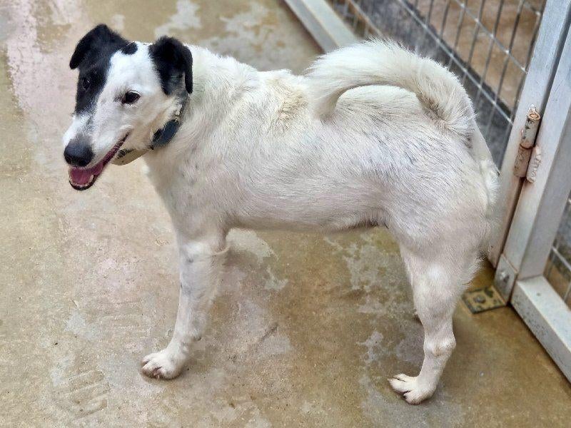 ACE: Bandido, wie geeft hem nu een goede thuis?, 6 jaar of ouder, Particulier, Buitenland, Parvo