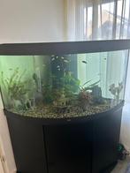 Mooie hoek aquarium met op set kast, Dieren en Toebehoren, Vissen | Aquaria en Toebehoren, Ophalen of Verzenden, Zo goed als nieuw